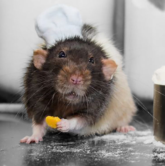 Ceci est un rat en cuisine